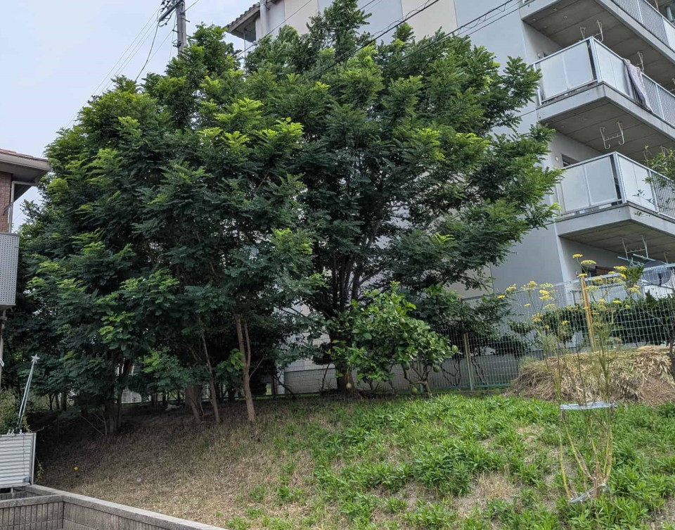 樹木伐採